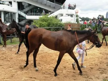 Comfort Frankfurt Airport Hotel